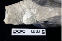 Foto (Detailansicht) von Decapoda indet. (NHMW-GEO-1990-0041-0372)